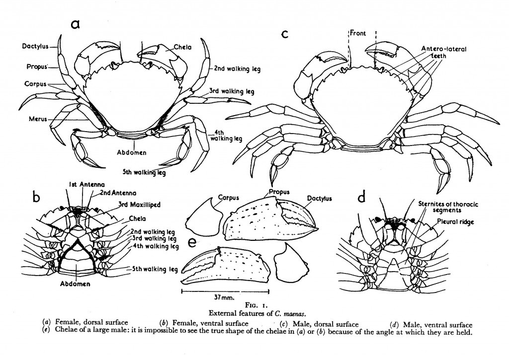 Shore Crab